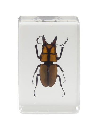 3D Bug Specimen Kit #3