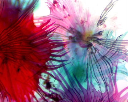 Digital Microscope Imager