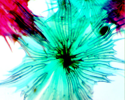 Digital Microscope Imager