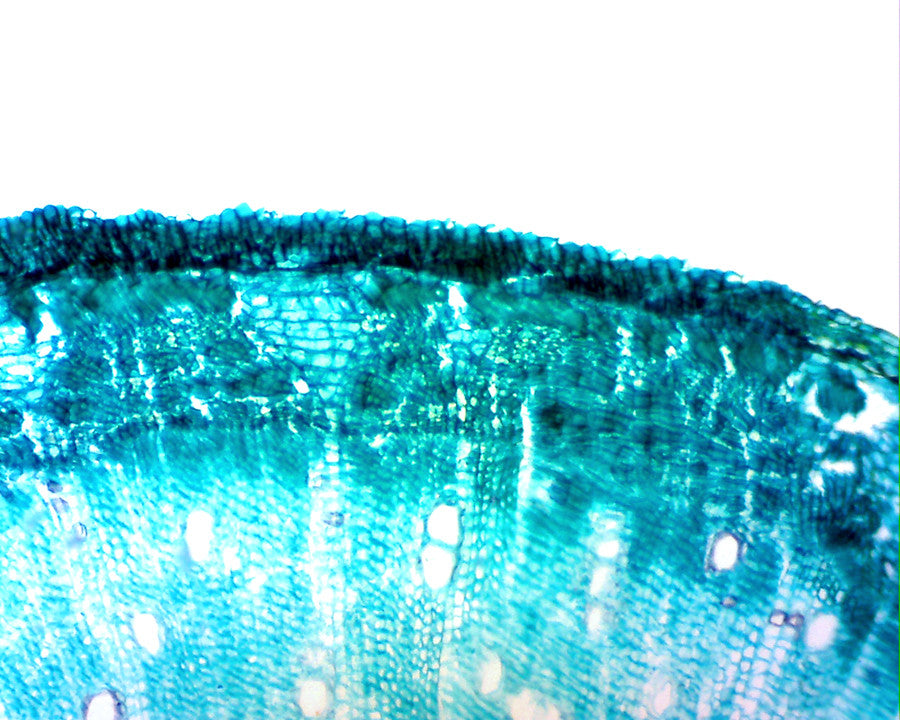 Digital Microscope Imager