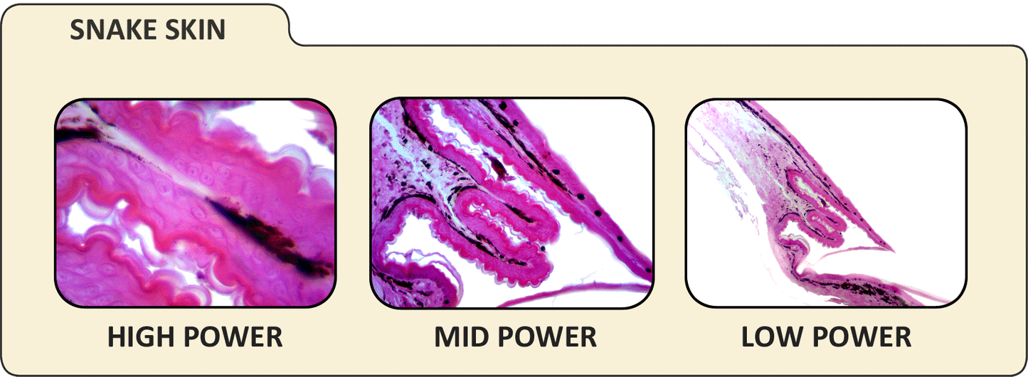 Digital Microscope Imager