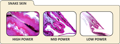 Digital Microscope Imager