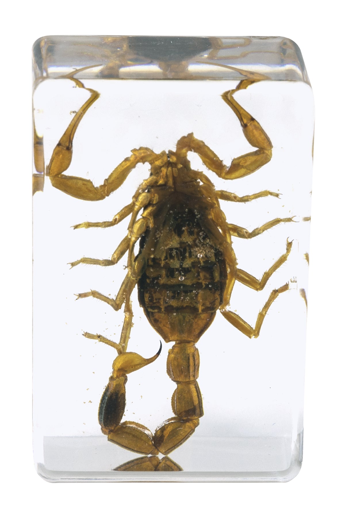 3D Bug Specimen Kit #4