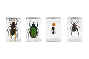 3D Bug Specimen Kit #5