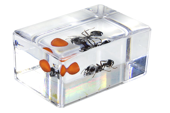 3D Bug Specimen Kit #5