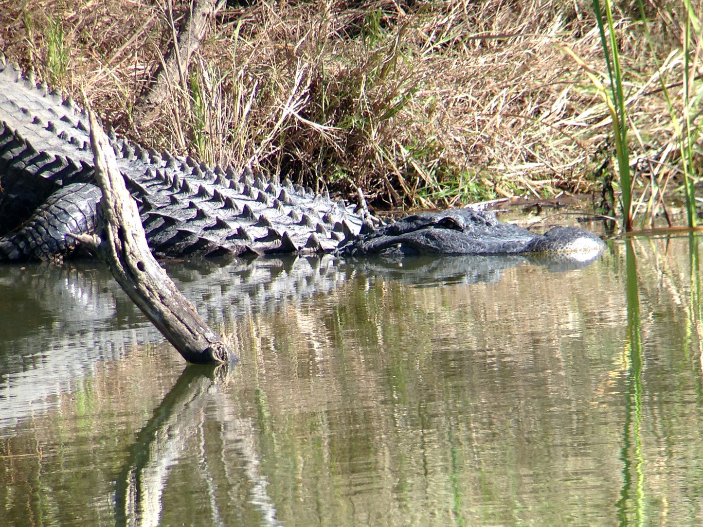 Used - Regal M2 16-48x65mm ED Angled Zoom Spotting Scope