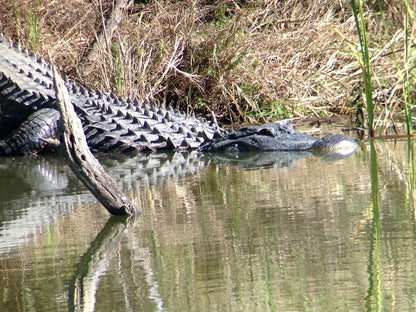 Used - Regal M2 16-48x65mm ED Angled Zoom Spotting Scope