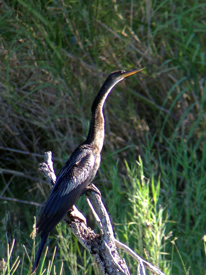 Used - Regal M2 16-48x65mm ED Angled Zoom Spotting Scope