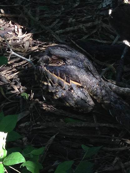 Used - Regal M2 16-48x65mm ED Angled Zoom Spotting Scope