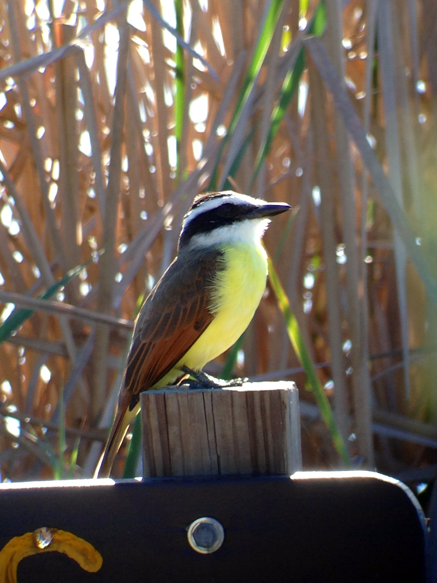 Used - Regal M2 16-48x65mm ED Angled Zoom Spotting Scope