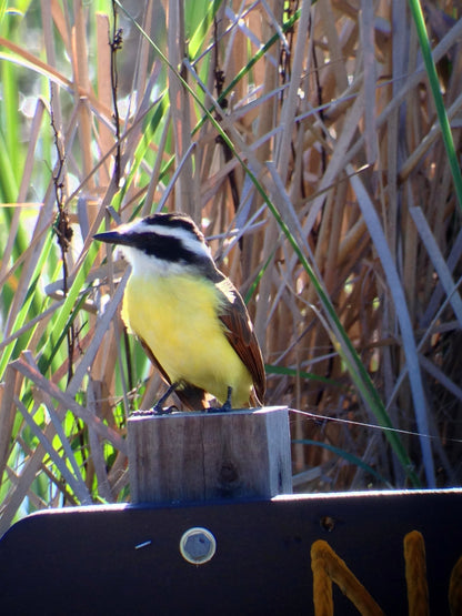 Used - Regal M2 16-48x65mm ED Angled Zoom Spotting Scope