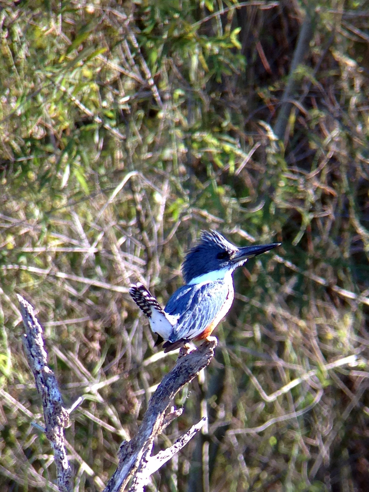 Used - Regal M2 16-48x65mm ED Angled Zoom Spotting Scope