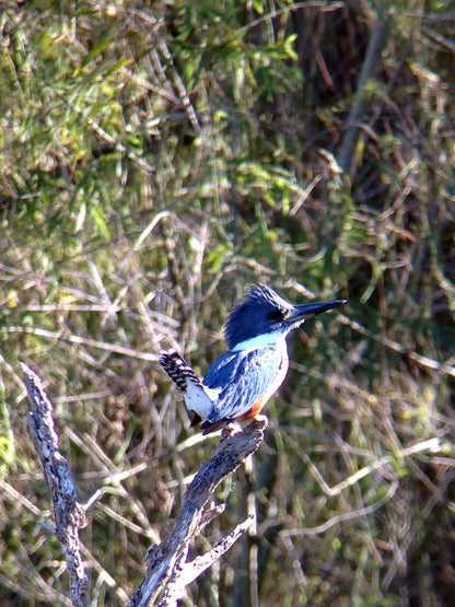 Used - Regal M2 16-48x65mm ED Angled Zoom Spotting Scope