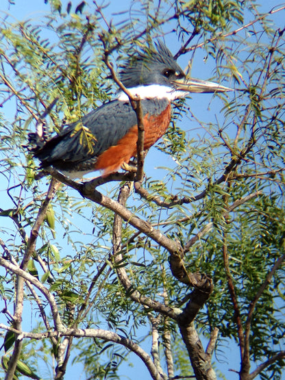 Used - Regal M2 16-48x65mm ED Angled Zoom Spotting Scope