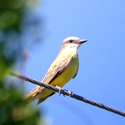 Used - Regal M2 16-48x65mm ED Angled Zoom Spotting Scope