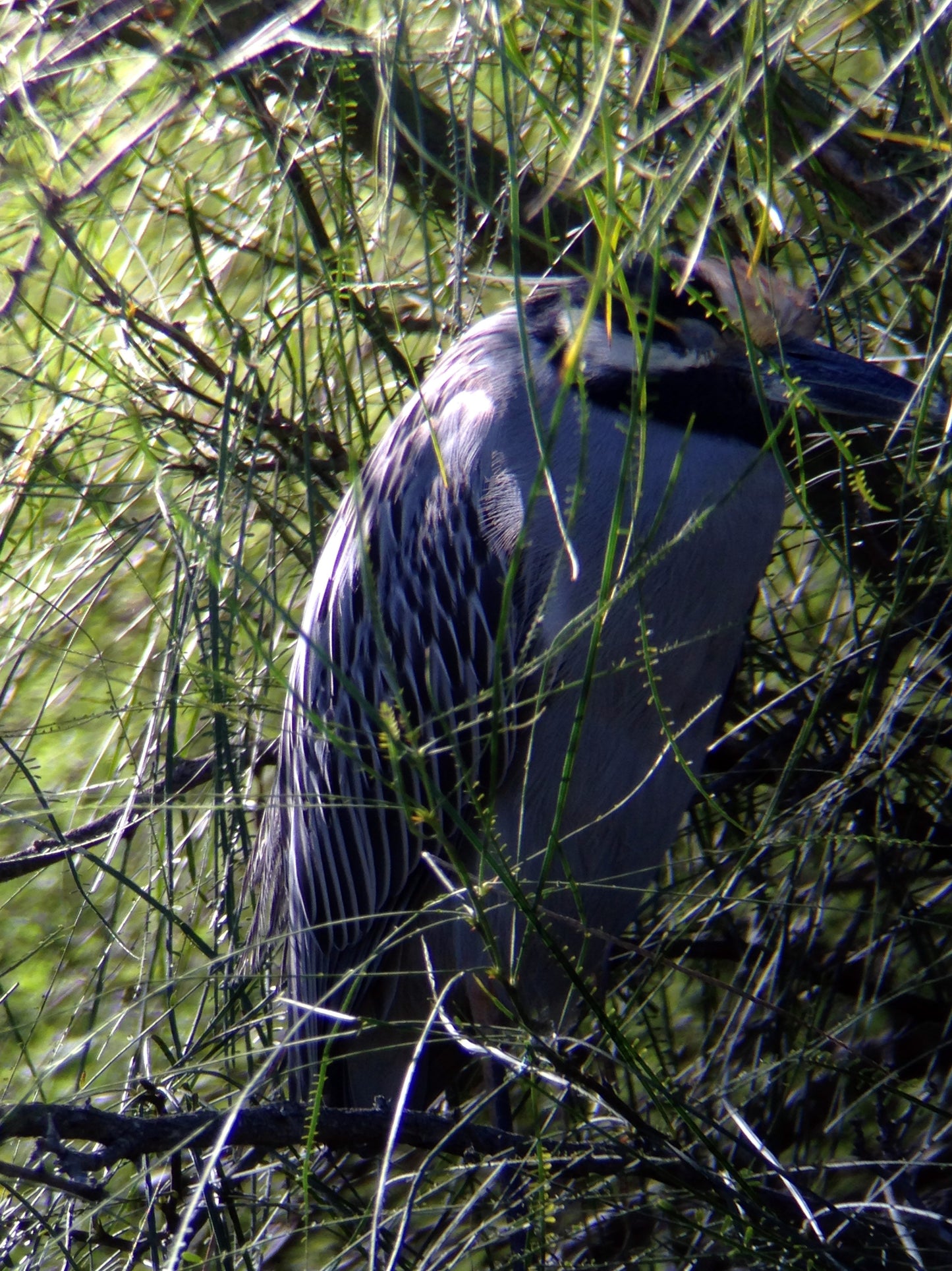 Used - Regal M2 16-48x65mm ED Angled Zoom Spotting Scope