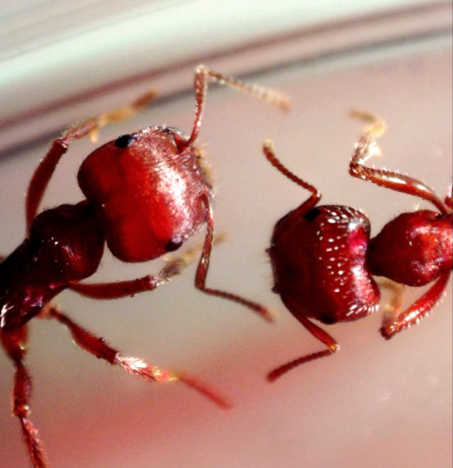 MicroDirect 1080P HDMI Handheld Digital Microscope