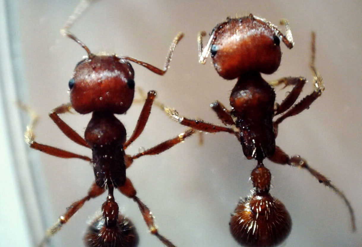 MicroDirect 1080P HDMI Handheld Digital Microscope