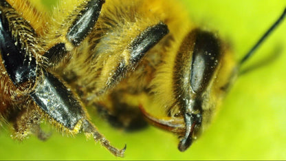 MicroDirect 1080P HDMI Handheld Digital Microscope