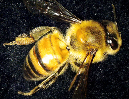 MicroDirect 1080P HDMI Handheld Digital Microscope