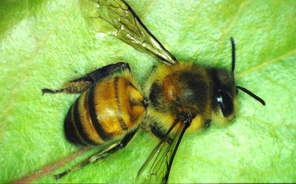 MicroDirect 1080P HDMI Handheld Digital Microscope