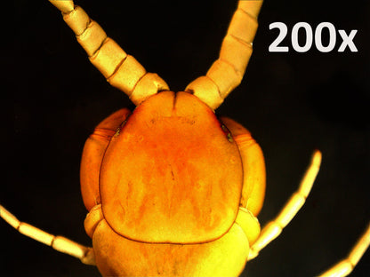 Handheld Digital Microscope Pro