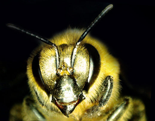 MicroDirect 1080P HDMI Handheld Digital Microscope