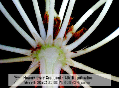 COSMOS 5 MP LCD Desktop Digital Microscope